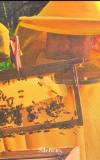 imagem-2